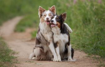 12 nomes perfeitos para cachorros sociáveis 