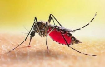 Brasil tem quase 96% dos casos de chikungunya nas Américas; veja sintomas e cuidados