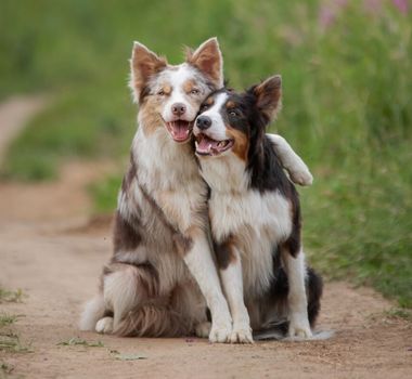 Imagem - 12 nomes perfeitos para cachorros sociáveis 