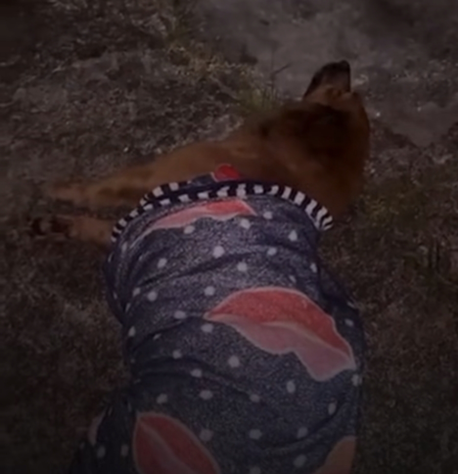 Cão levou tiro e revoltou moradores