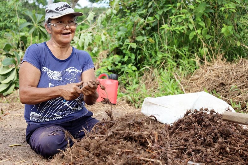 Imagem - Bioeconomia do Pará terá financiamento de R$ 500 mi para pequeno produtor