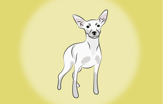 4 características do cachorro pinscher branco 