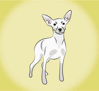 Imagem - 4 características do cachorro pinscher branco 