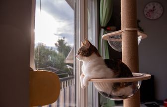 10 principais tipos de personalidade de gato 