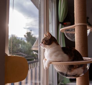 Imagem - 10 principais tipos de personalidade de gato 