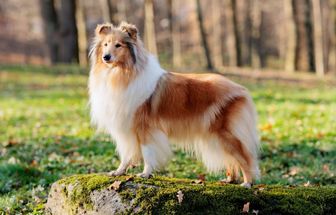 4 características do cachorro da raça rough collie 