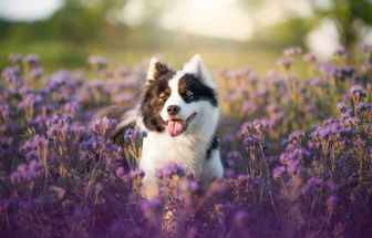 Veja como cuidar da saúde e do bem-estar dos pets na primavera