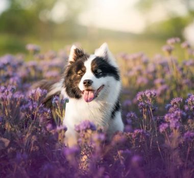 Imagem - Veja como cuidar da saúde e do bem-estar dos pets na primavera