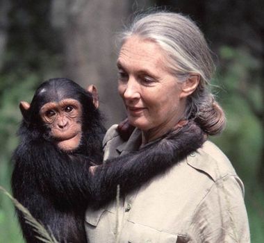 Imagem - Morre Jane Goodall, renomada pesquisadora de chimpanzés e da defesa ambiental