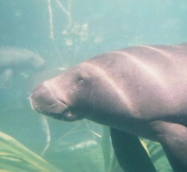 Imagem - Peixe-boi é reconhecido como patrimônio cultural natural do Pará