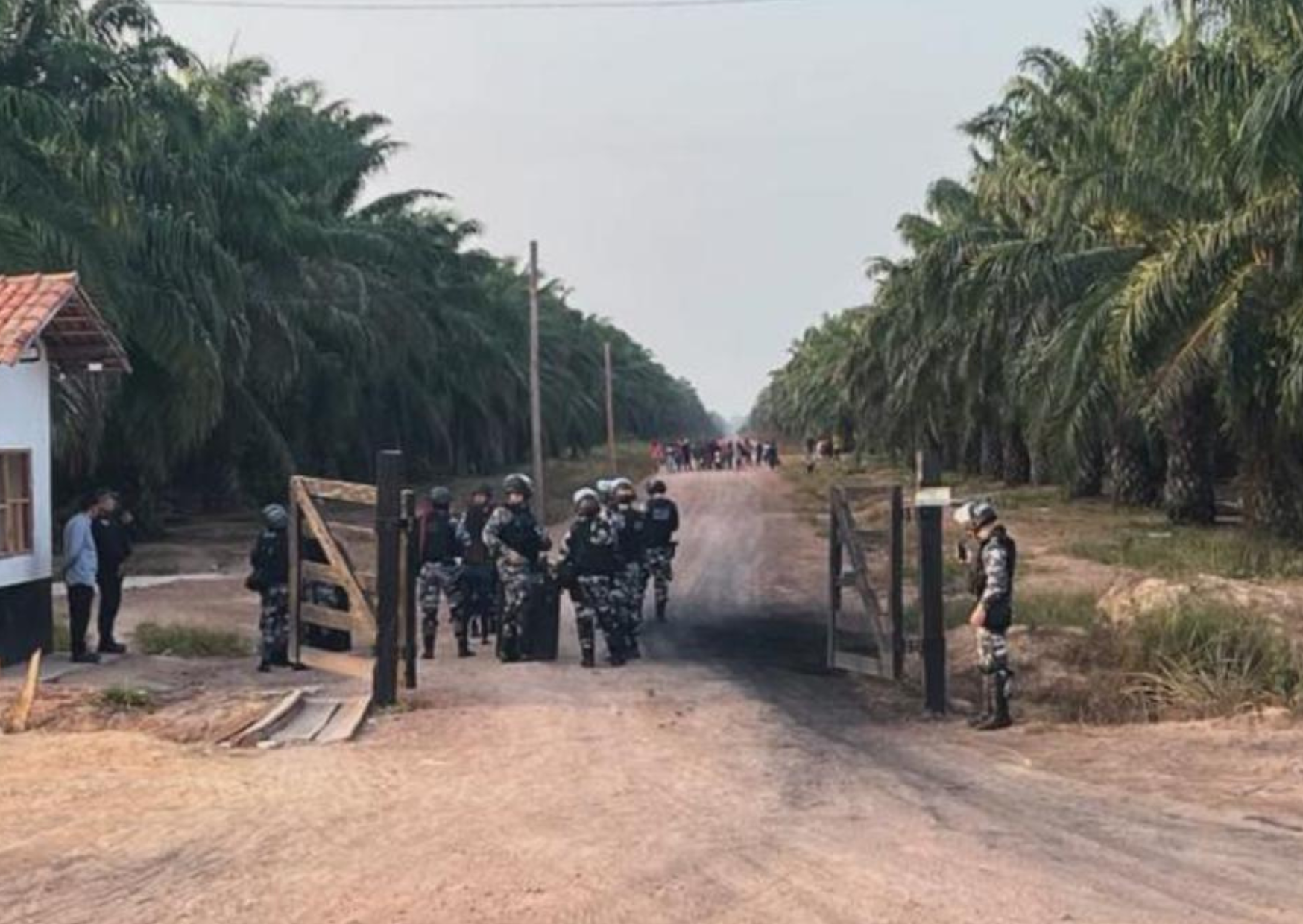 Fazenda Nippak, uma das propriedades da empresa Brasil Bio Fuels (BBF)