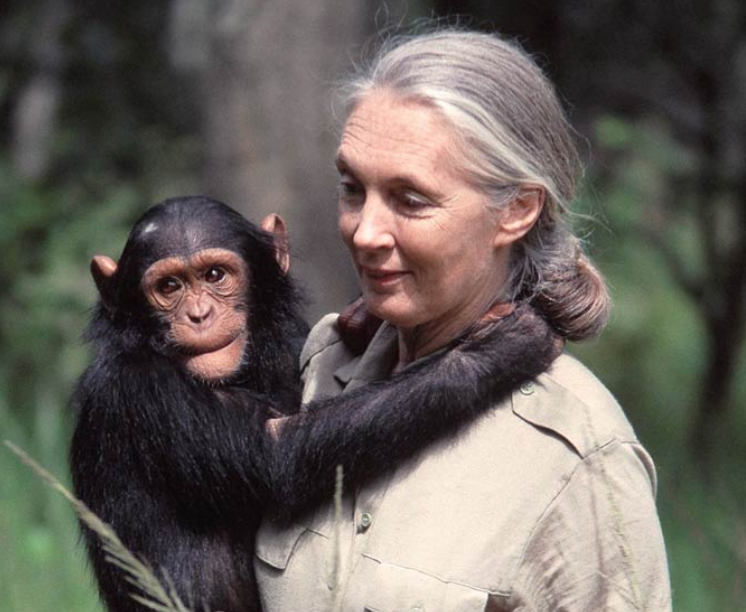Morreu Jane Goodall, conservacionista renomada por sua pesquisa de campo inovadora com chimpanzés e sua atuação global em defesa do meio ambiente. 