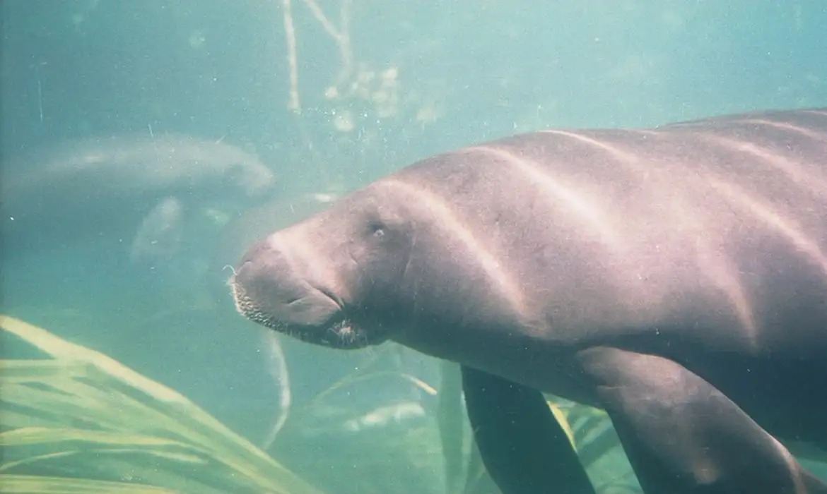 O Pará reconheceu o peixe-boi da Amazônia e o peixe-boi-marinho como patrimônios culturais naturais de natureza imaterial.