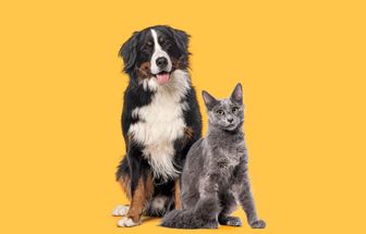 7 dicas para evitar o mau hálito em cães e gatos