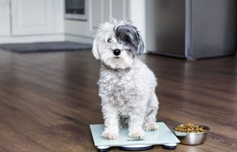 Veja como os hábitos dos tutores podem influenciar a obesidade dos pets