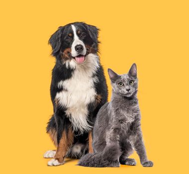 Imagem - 7 dicas para evitar o mau hálito em cães e gatos
