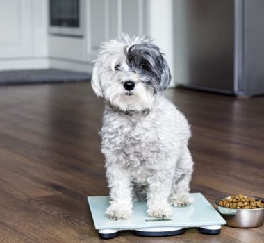 Imagem - Veja como os hábitos dos tutores podem influenciar a obesidade dos pets