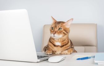 8 nomes perfeitos para gatos curiosos