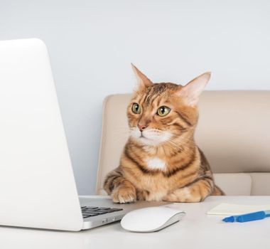 Imagem - 8 nomes perfeitos para gatos curiosos