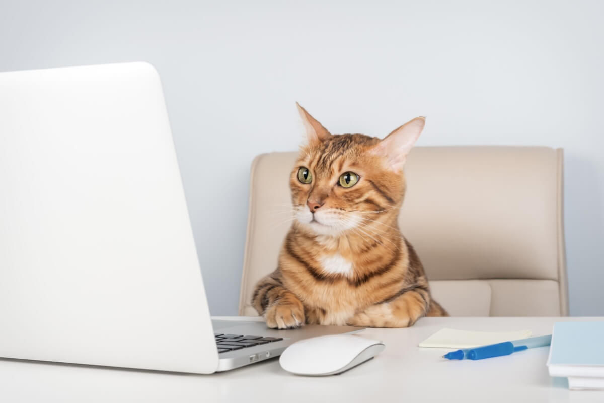 Imagem - 8 nomes perfeitos para gatos curiosos