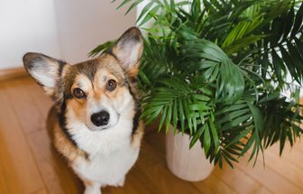 11 plantas tóxicas para manter fora do alcance de cães e gatos
