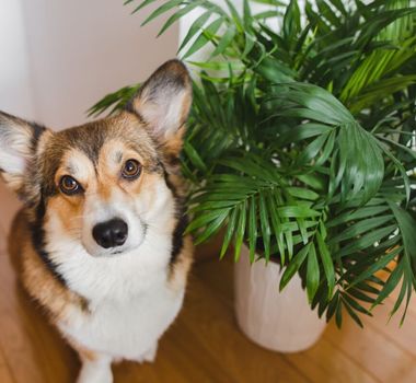 Imagem - 11 plantas tóxicas para manter fora do alcance de cães e gatos