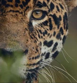 Imagem - Belém Recebe Legado Audiovisual Histórico da Amazônia a Meses da COP30