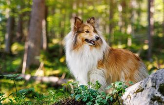 4 características do cachorro da raça pastor de Shetland 