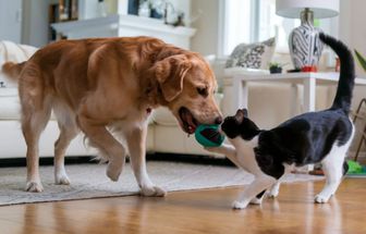6 dicas para introduzir um cachorro em uma casa com gato