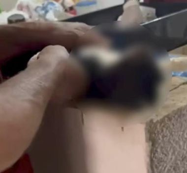 Imagem - Homens são presos por esquema ilegal de venda de sangue de gatos