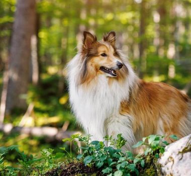 Imagem - 4 características do cachorro da raça pastor de Shetland 