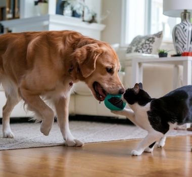 Imagem - 6 dicas para introduzir um cachorro em uma casa com gato