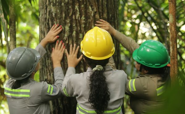 Projeto de restauração ecológica contribui para a floresta em pé na Amazônia