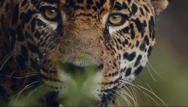 Belém Recebe Legado Audiovisual Histórico da Amazônia a Meses da COP30
