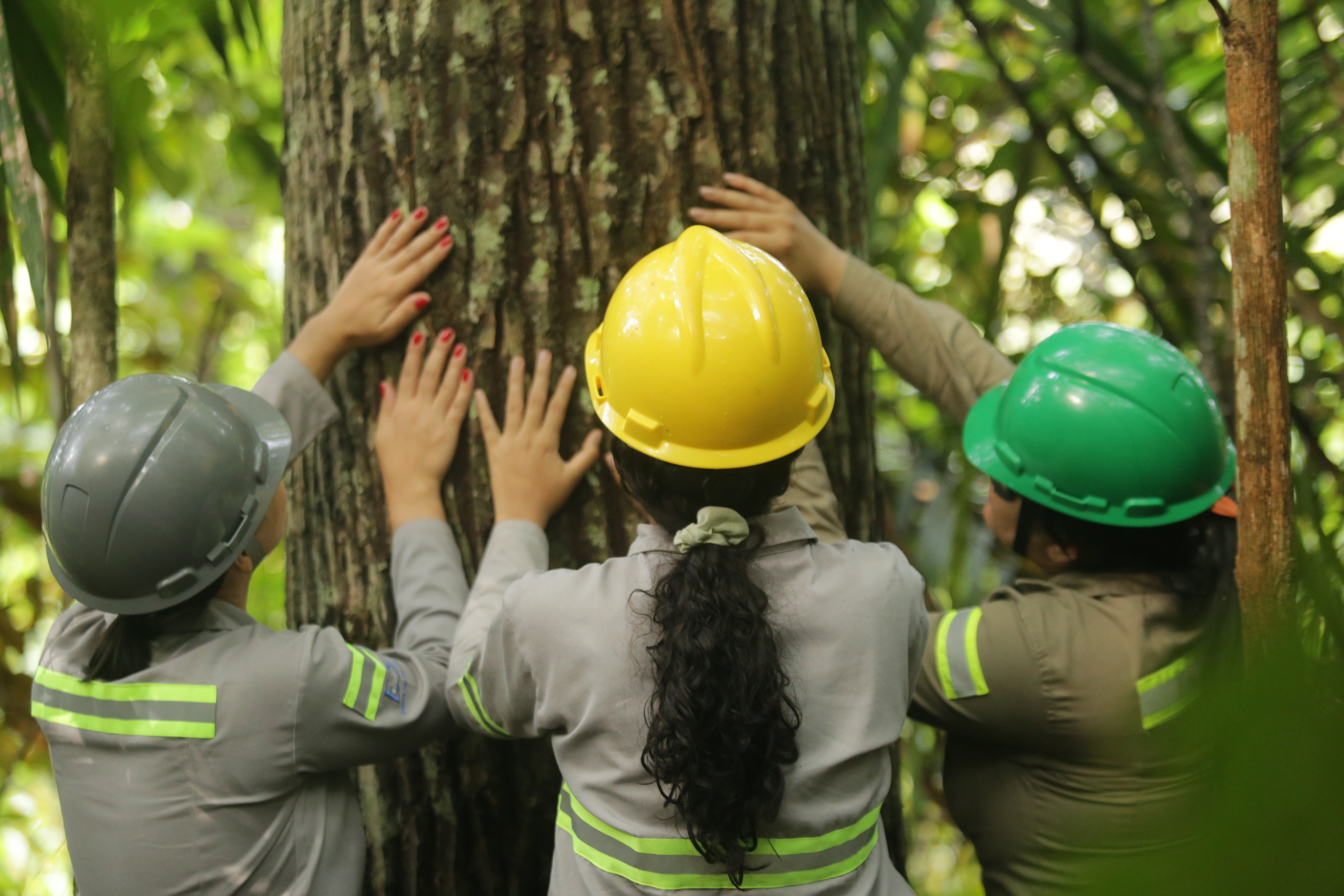 Imagem - Projeto de restauração ecológica contribui para a floresta em pé na Amazônia