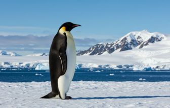 7 curiosidades interessantes sobre os pinguins