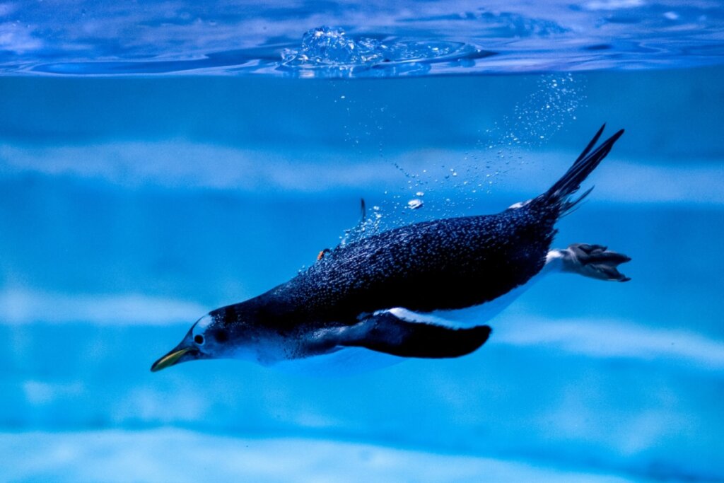 A coloração dos pinguins funciona como uma estratégia de defesa, aumentando as suas chances de sobrevivência no mar (Imagem: 279photo Studio | Shutterstock)