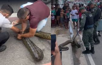 Moradores capturam sucuri em canal no bairro da Condor, em Belém