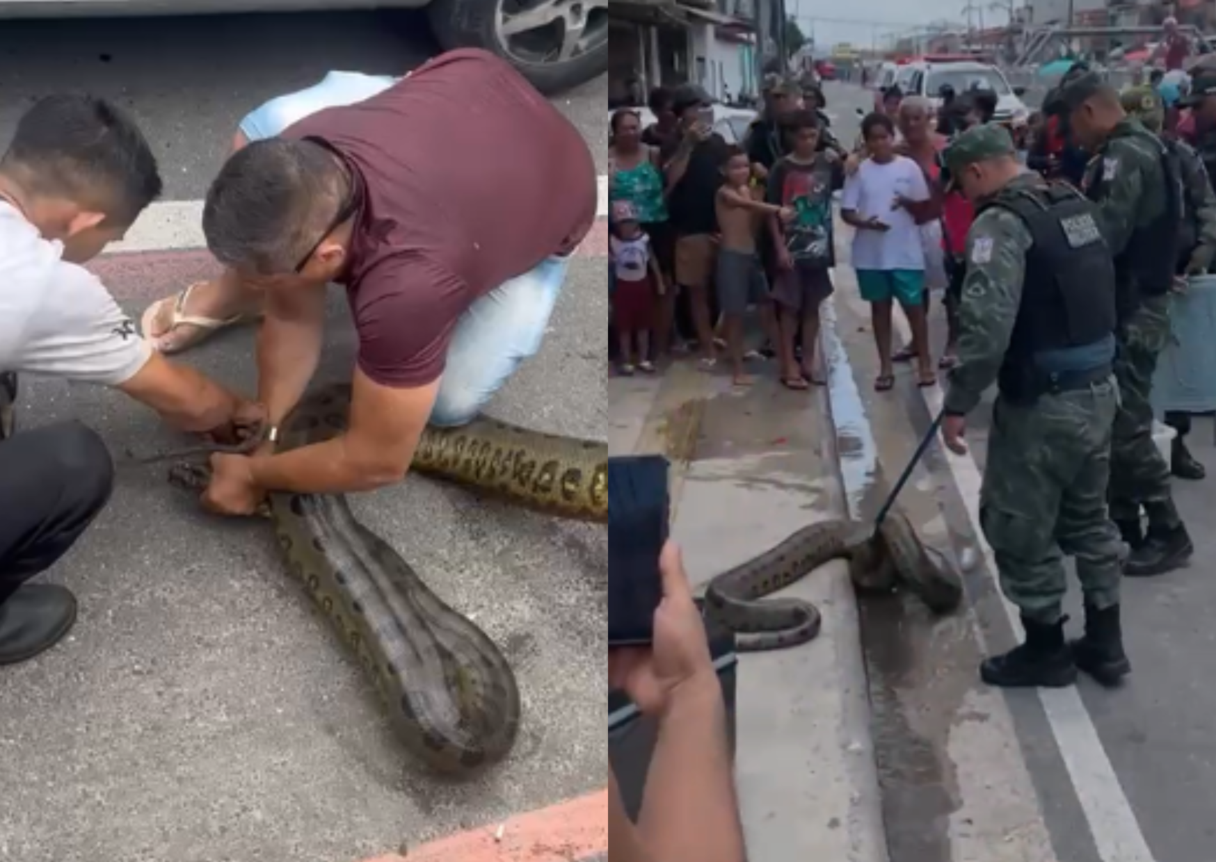 Animal foi visto próximo à Rua dos Mundurucus com Francisco Monteiro nesta quarta (08); Polícia Ambiental foi acionada para fazer o resgate.