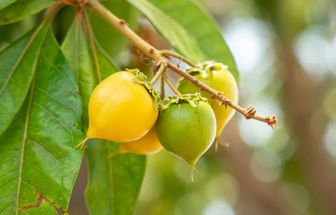 5 benefícios da fruta murici para a saúde e como incluí-la na dieta