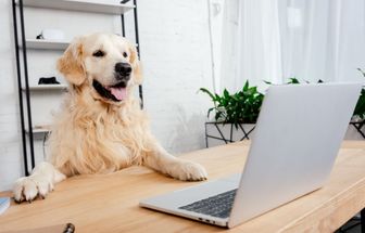 10 nomes ideais para cachorros curiosos