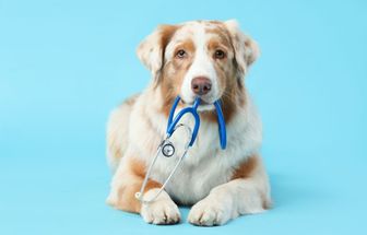 5 mitos sobre os tratamentos de câncer em animais de estimação