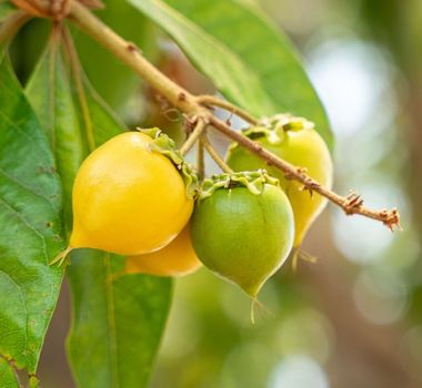 Imagem - 5 benefícios da fruta murici para a saúde e como incluí-la na dieta