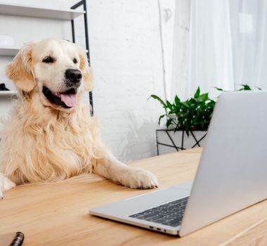 Imagem - 10 nomes ideais para cachorros curiosos