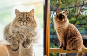 7 diferenças entre os gatos das raças persa e himalaio