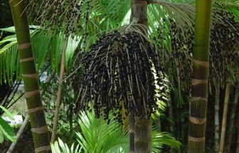 Projeto transforma áreas de queimada em produção sustentável no Marajó
