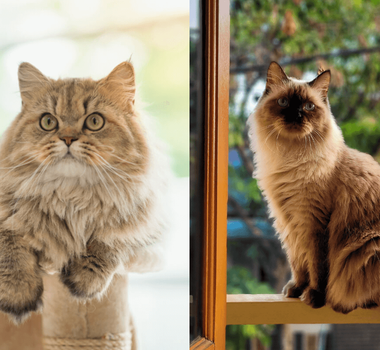 Imagem - 7 diferenças entre os gatos das raças persa e himalaio