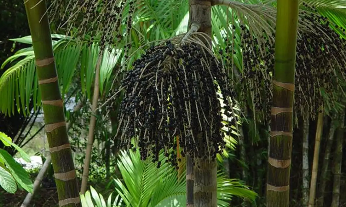 Imagem - Projeto transforma áreas de queimada em produção sustentável no Marajó
