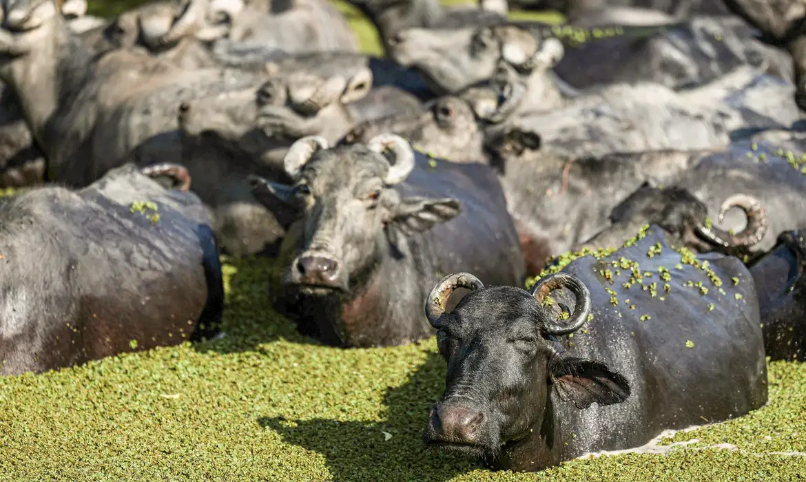 Na Ilha de Marajó, crianças se divertem nadando com búfalos.