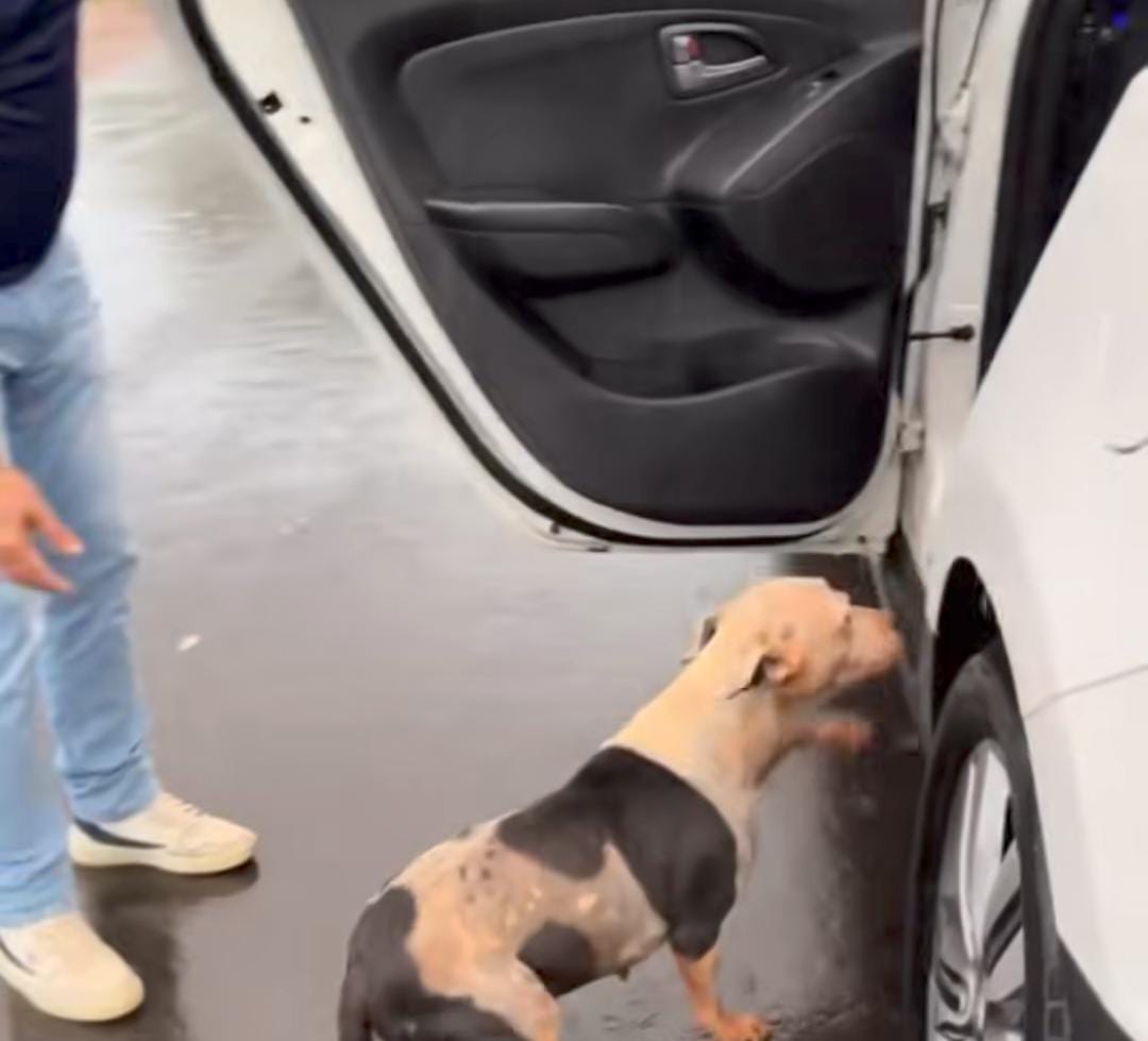 Imagem - Casal adota cachorro abandonado na chuva e emociona web; assista